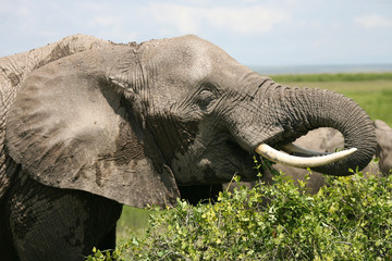 Fototapeta na wymiar african elephant amboseli kenya