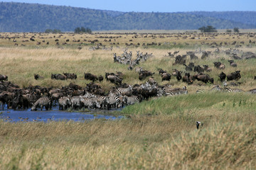 african landscape with migrating wildebeast and zebra