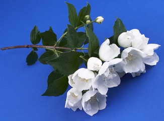 jasminzweig