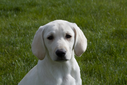labrador_3