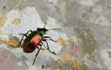 scarabé rouge et vert