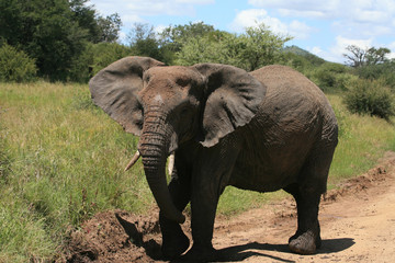 african bush elephant in serengeti national park tanzania