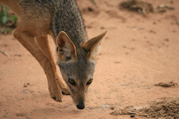 black backed jackal