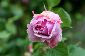 bouton de rose