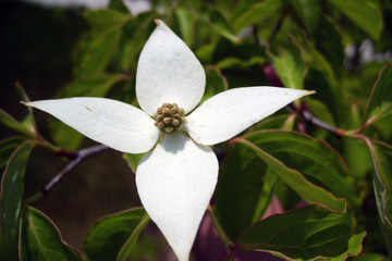 dogwood bloom