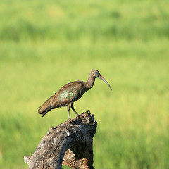 Obraz na płótnie Canvas Hadada ibis jest pień drzewa w Tarangire Tanzanii