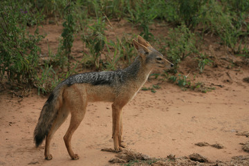 black backed jackal