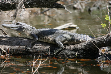 alligator on tree trunk in jean lafitte national park near new o