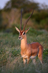 grant's gazelle in tsavo east national park kenya