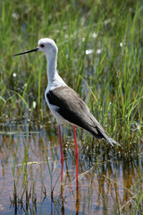 black winged stilt in amboseli kenya