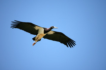 black stork in amboseli kenya