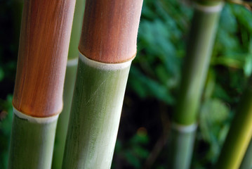 red and green bamboo