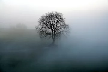 Fototapeten baum im nebel © Roland Vogler