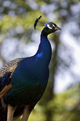 peacock