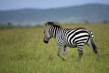 Fototapeta na wymiar zebry Masai Mara, Kenia