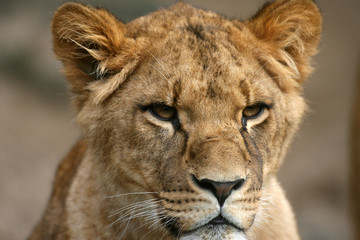 Obraz na płótnie Canvas lion in masai mara kenya