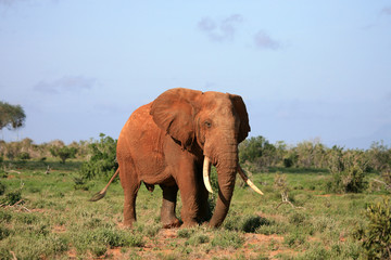 Fototapeta na wymiar Red Elephant Park Narodowy Tsavo East Kenia