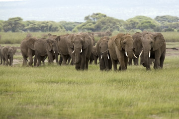 african elephant herd amboseli kenya
