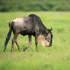 wildebeest in masai mara national park kenya