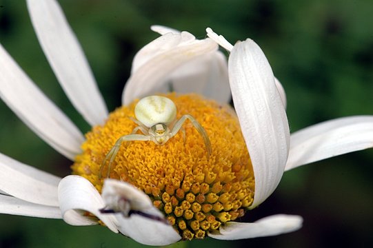 araign&eacute;e crabe sur margueritte