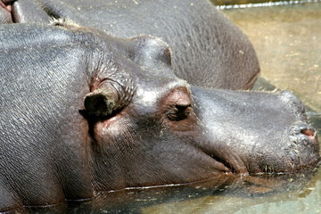 hippo