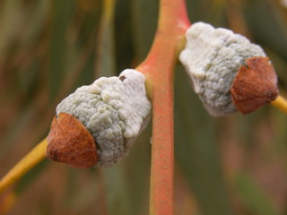 eukalyptus