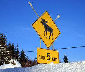 beware of moose
