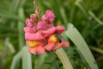 Pink Flower Bee