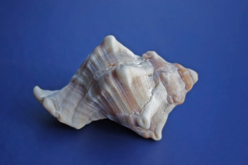 Obraz na płótnie Canvas sea shell