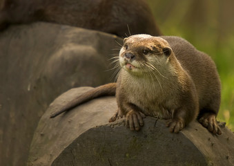 Asian Otter