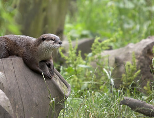 Otter in Natural Habitat