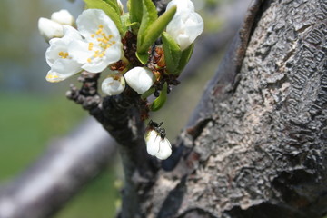 fleurs cerisier