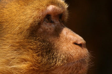 the glance of the monkey
