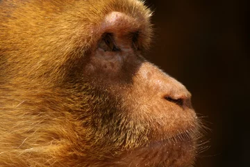 Photo sur Plexiglas Singe the glance of the monkey