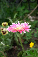 Obraz premium red flower