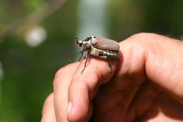 may-bug