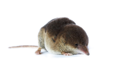 crocidura russula