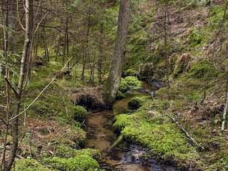 Fototapeta na wymiar brook in wild forest