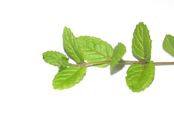 Naklejka na ściany i meble Photo of the isolated mint branch with leaves