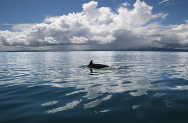delfin im meer