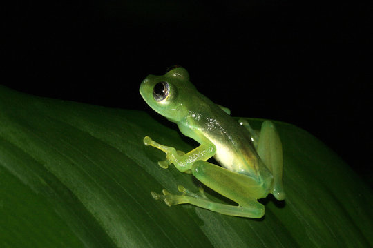 glasfrosch