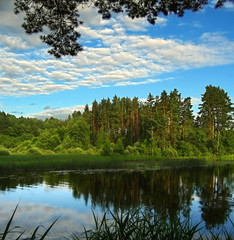 pine group under sunset beams