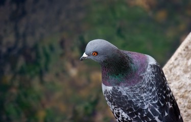 pigeon