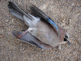 dead bird