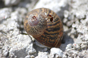 old snail shell