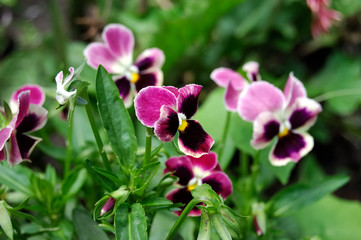 violaceae - viola tricolor subalpina gaud