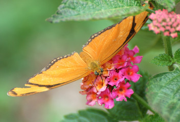 butterfly and red flower
