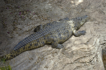 crocodile
