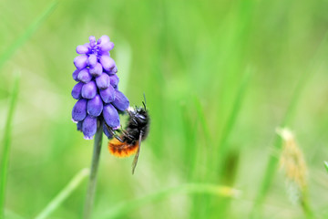 bee on purple flower
