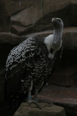 vulture